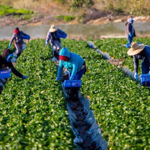 Tuyển dụng 10 công nhân nông trại làm việc tại tỉnh bang British Columbia