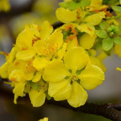 Các hoạt động đón Tết Nguyên Đán 2026 của người Việt tại Canada