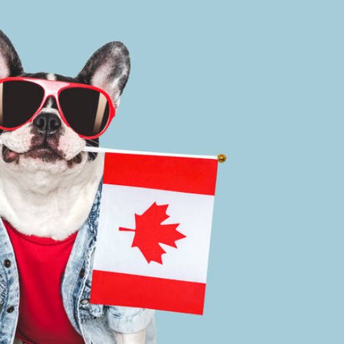 Các thú cưng phổ biến thường được nuôi trong nhà người Canada