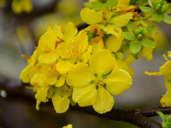 Các hoạt động đón Tết Nguyên Đán 2026 của người Việt tại Canada