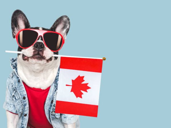 Các thú cưng phổ biến thường được nuôi trong nhà người Canada