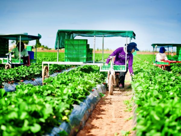Úc sẽ nhận thêm 1000 lao động Việt Nam sang làm nông nghiệp