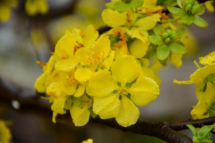 Các hoạt động đón Tết Nguyên Đán 2026 của người Việt tại Canada