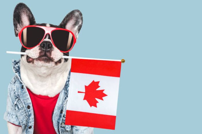 Các thú cưng phổ biến thường được nuôi trong nhà người Canada